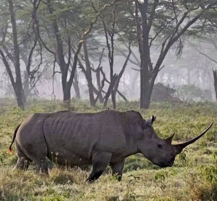 White rhino at Lake Nakuru