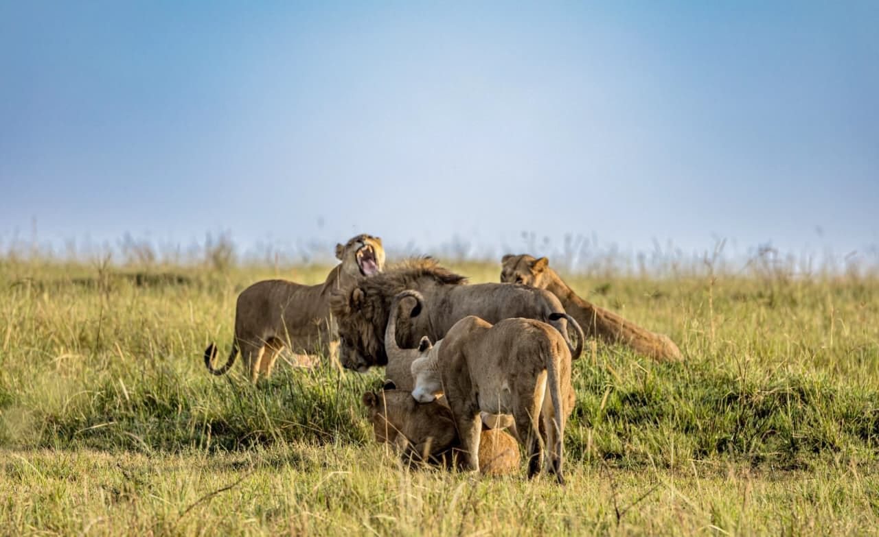 Lions in the Maasai Mara