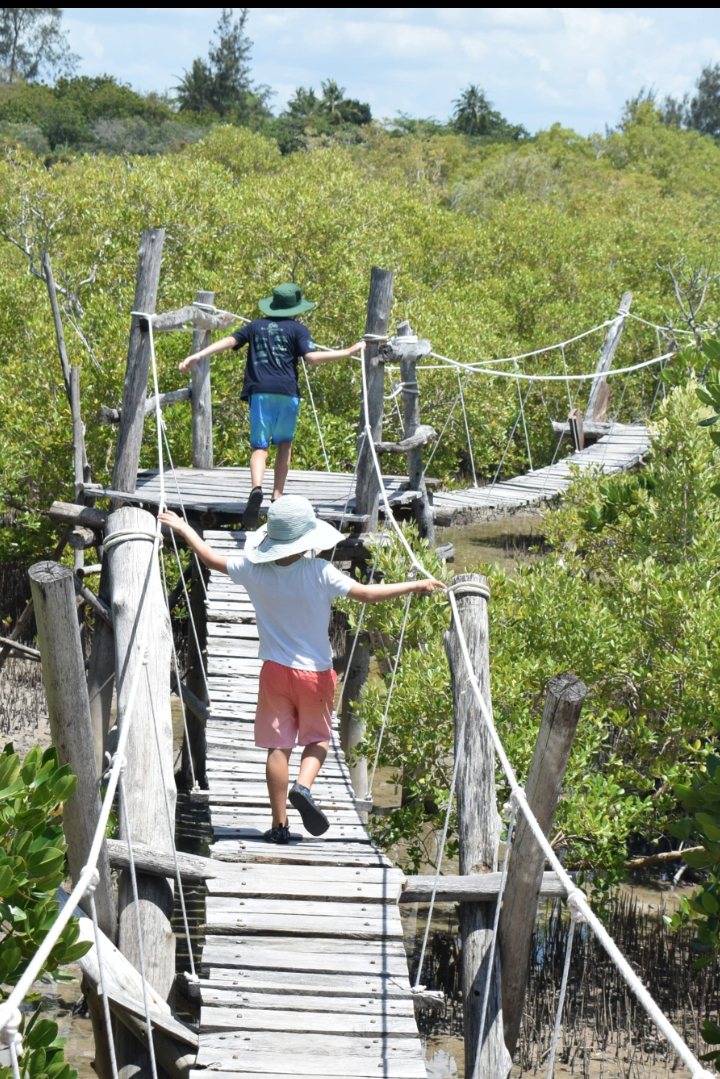 Guests crossing the Mida Creek Boardwalk through the mangroves in Watamu