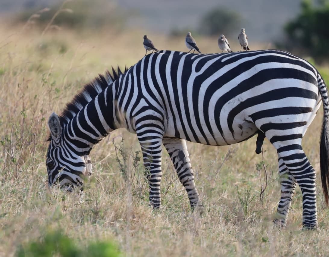 Zebra on a Kenya safari